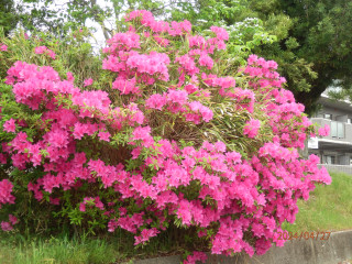 紅白のサツキ　　出舞