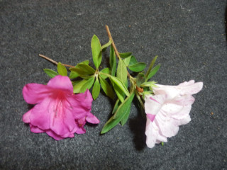 うえ爺の花講座　　　出舞