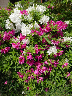 庭のツツジが満開です　暇～人