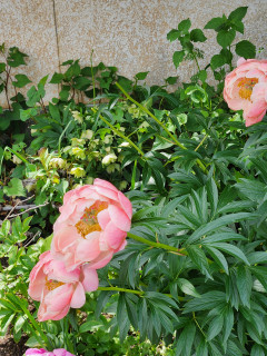 うえ爺の花講座　　　出舞