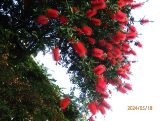 うえ爺の花講座　　　出舞