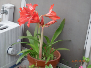 うえ爺の花ごよみ　　出舞