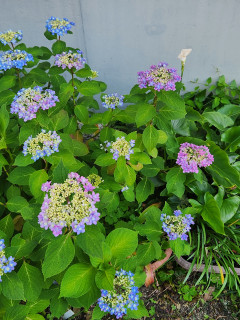 うえ爺の花ごよみ　　出舞