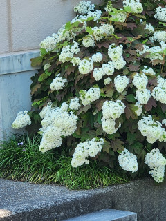 あじさい日記　　　出舞