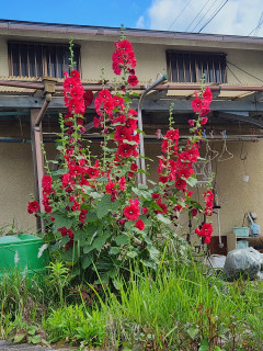 赤い花を探して　　　出舞