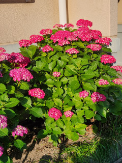 アジサイ日記　　　　出舞