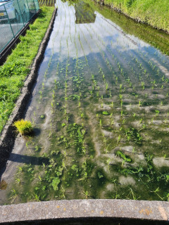 黄色い花　　　　出舞