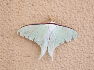 大きな蛾現れる　　　出舞