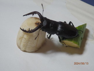 脱走兵確保　　　出舞