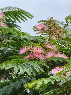 梅雨間近　　出舞