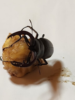 クワガタと紫陽花　　　出舞