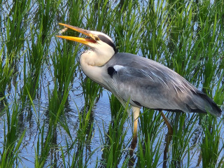 アオサギ　　　出舞