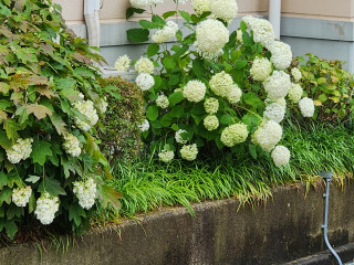 梅雨入り　　　出舞
