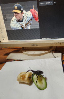 クワガタ捕獲　　　出舞