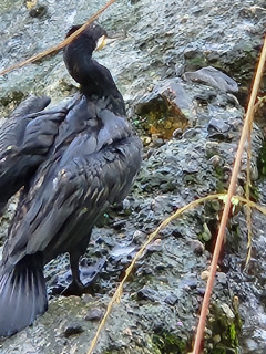 竜田川のカワウ　　　出舞