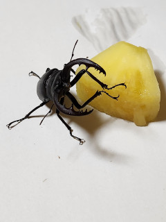 クワガタにパイナップル　　　　出舞