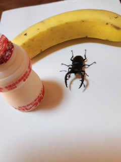 寅太郎にバナナ