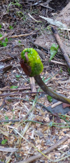 奇妙な植物　判明　　　出舞