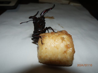 4連勝　甲子園　　　出舞