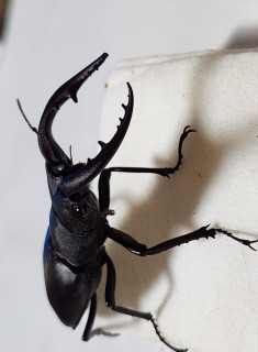 寅太郎ギブアップ　　　出舞