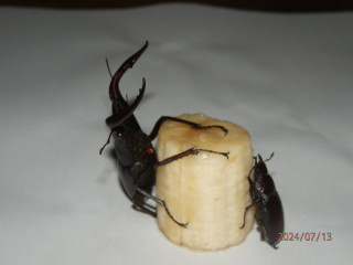 チビ虎もギブアップ　　　出舞