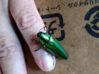 極暑に涼　　　出舞