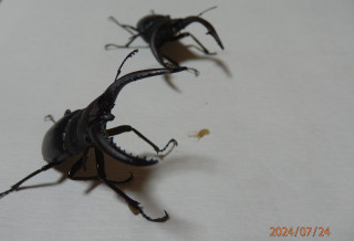 生駒の自然　　　出舞