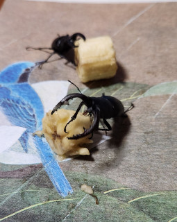 後半戦白星発進　　　出舞