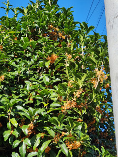 金木犀と秋桜　　　出舞