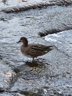 渡り鳥　　　　出舞