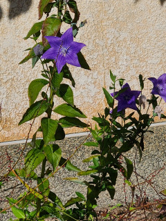 秋の七草　　　　出舞