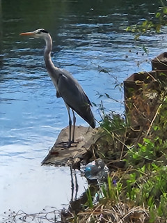 竜田川バードウォッチング　　出舞