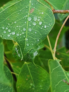 草葉の露　　　　出舞