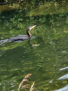 竜田川　バードウォッチング　　　出舞