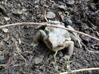 ゴトビキ現る　　　出舞
