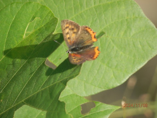 竜田川バードウォッチング　　出舞