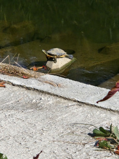 小春日和　　　　出舞