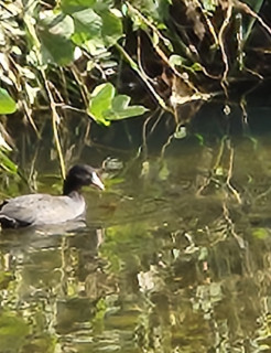 オオバン現る　　出舞