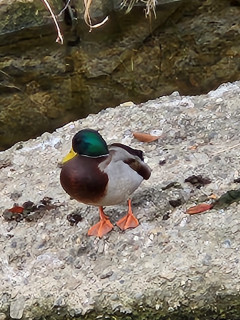 竜田川バードウォッチング　　　出舞