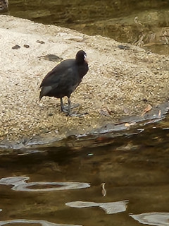 竜田川バードウォッチング　　出舞