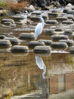 シロサギとアオサギ　　　　出舞