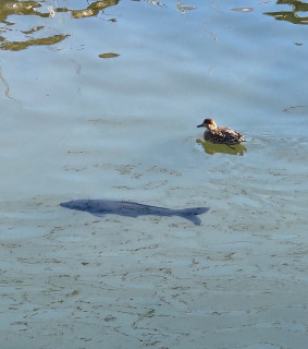 竜田川　バードウォッチング　　　出舞