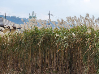 秋を探して　　　　出舞