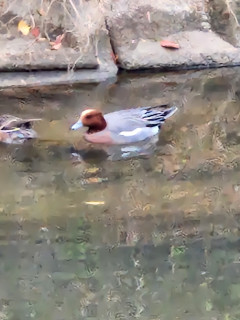 バードウォッチング　　ヒドリガモ　　　出舞