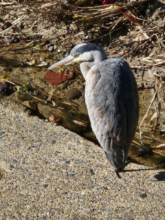 大山残留　　　　出舞