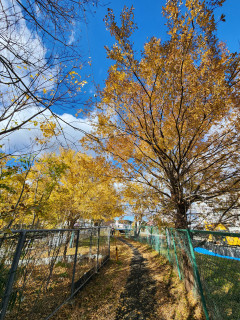 竜田川散策　　　　出舞