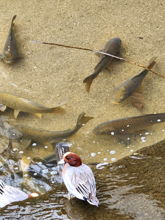 鯉とヒドリガモ