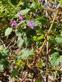 竜田川土手を散策　　　　出舞