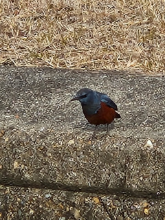 イソヒヨドリ　　　出舞