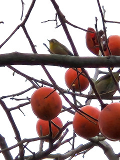 柿とメジロ　　　出舞